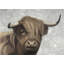 Art sur toile encadrée "Desatured Highland"