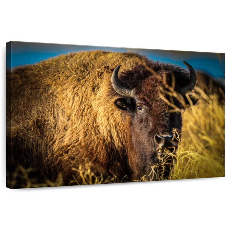 Buffle américain brouteur Brampt, H 26 po x l 39 po