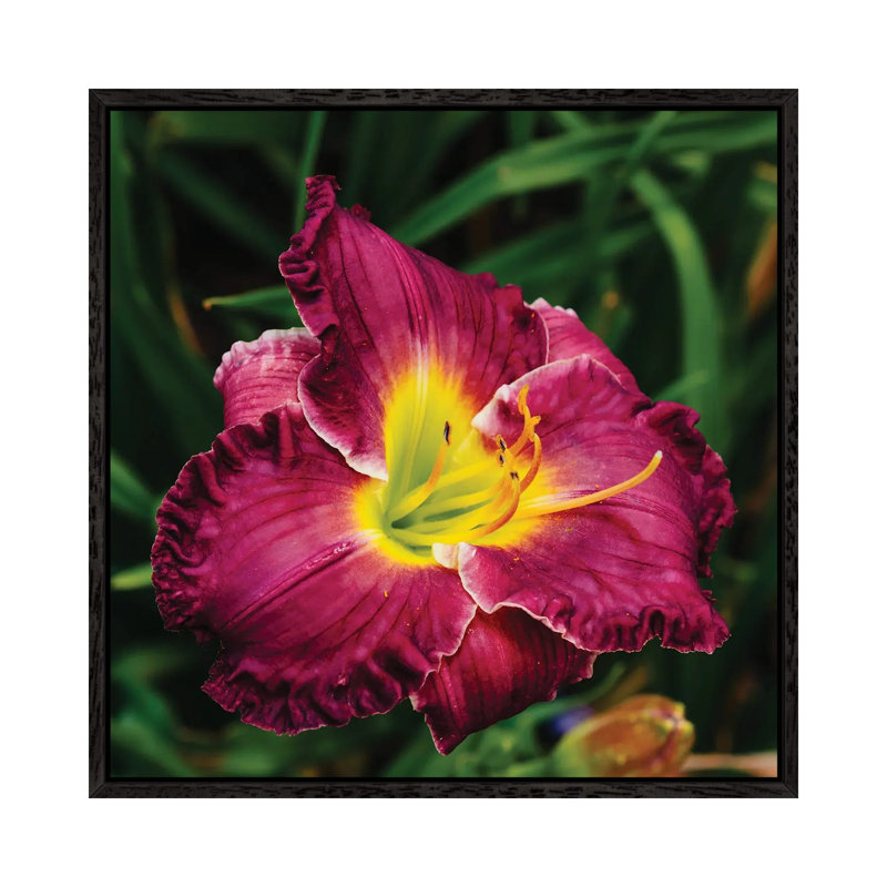 Daylily Garden XII by Bethany Young - Print on Canvas, 93.98cm H x 93.98cm W x 3.81cm D, Black Framed