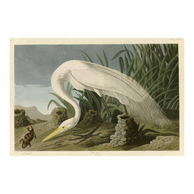 «White Heron» par John James Audubon - Impression giclée