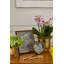 Piero Suede Frame, Heart