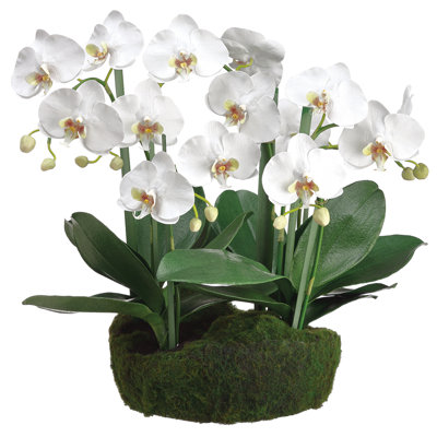 20"phalaen. Plant W/ Soil/moss