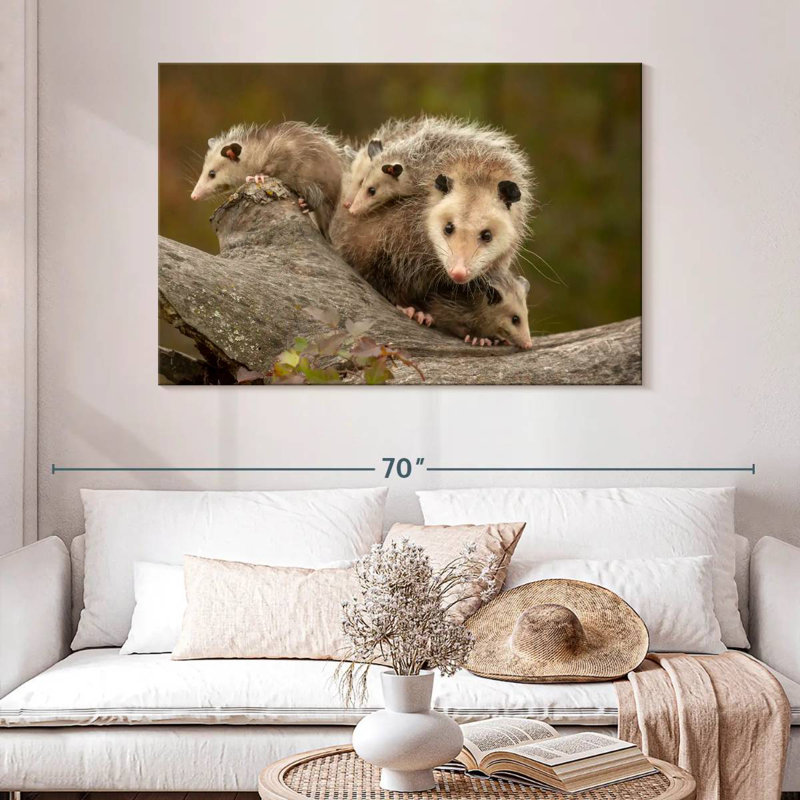 Famille Opossum, H 32 po x l 48 po