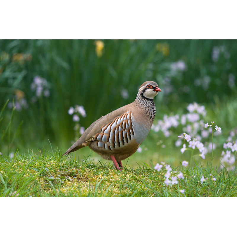 A Red-Legged Partridge In A Grassy Area by Ruthblack - Wrapped Canvas Print, 60.96cm H x 91.44cm W