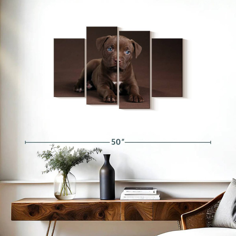 Chiot Brampt Pit Bull, H 22 po x l 36 po
