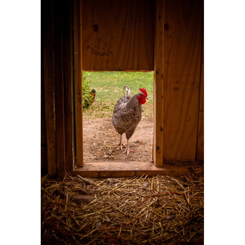 Poulet et poulailler Maran par Pablohart, H 36 po x l 24 po