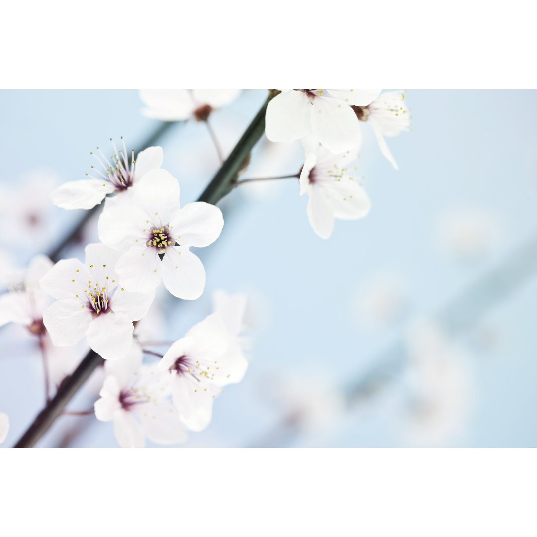 Sakura Kirschblüte von Catlane - Kunstdrucke auf Leinwand