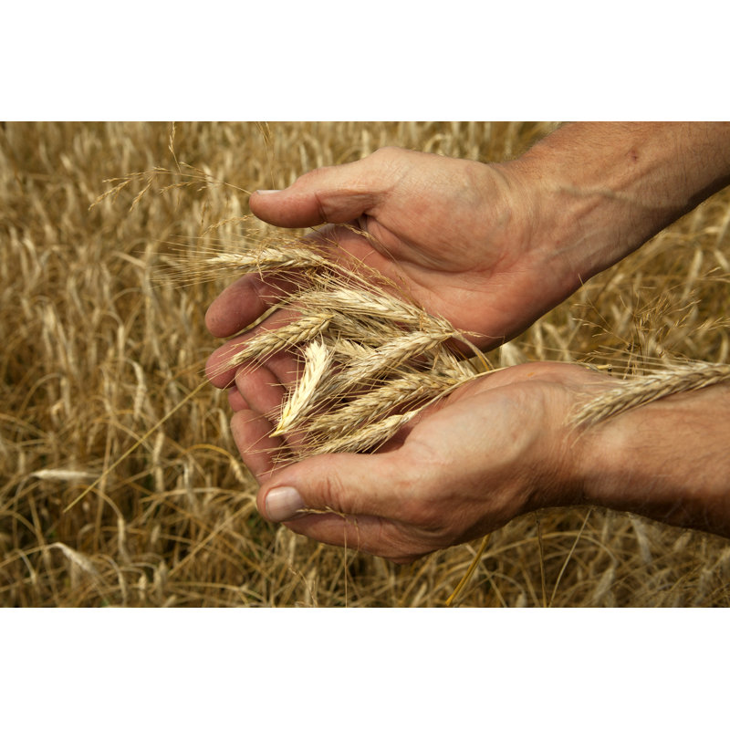 Checking Grain Maturity by MagMos - No Frame Print on Canvas, 30cm H x 46cm W
