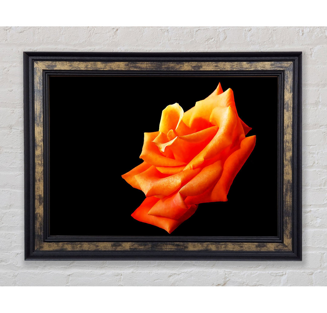 Einzelne Orange Rose In Bloom - Einzelne Bilderrahmen Kunstdrucke