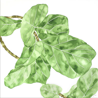 Ficus Lyrata 4 Print