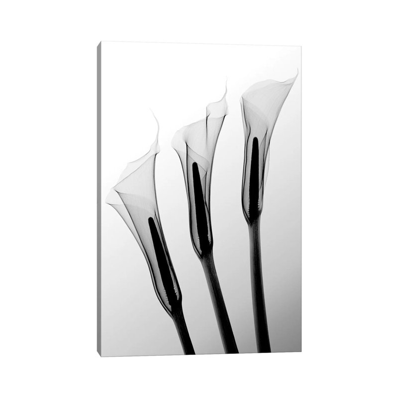 Hong Pham - Print on Canvas, 30.48 cm H x 45.72 cm W, Wrapped Canvas