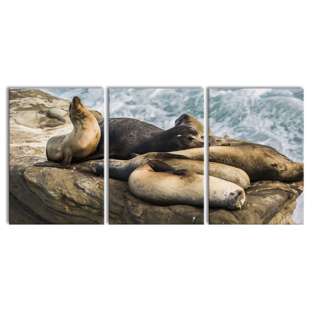 3-tlg. Leinwandbilder-Set Sea Lions in a Bay