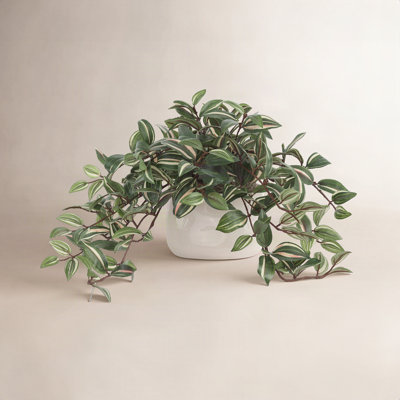 Karas Tradescantia Plant in Vase