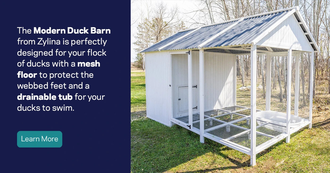 The Modern Duck Barn