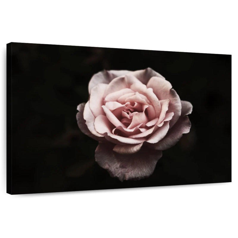 Rose œillet Harnek, H 34 po x l 51 po