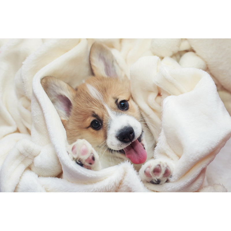 Cute Homemade Corgi Puppy Lies In A White Fluffy Blanket Funny Sticking Out His Face And Paws by Nataba - Wrapped Canvas Print