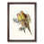 Walnut Framed