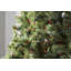 606'' String Lights-31889547