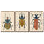 Collection Antique Coral VII - 3 pièces, reproduction d'art sur toile-97759223-97759225