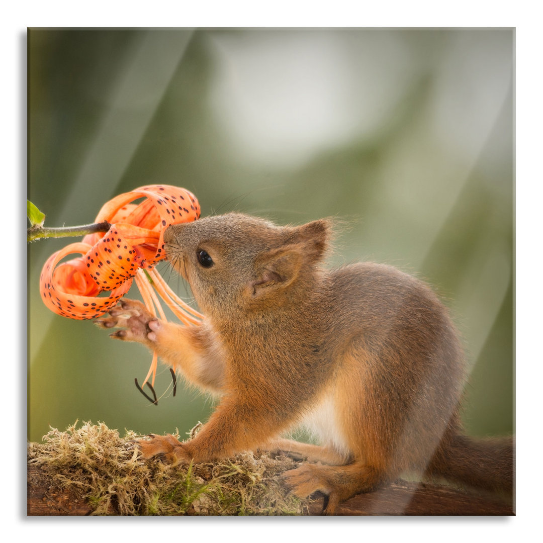 Glasbild Eichhörnchen riecht an einer Blume