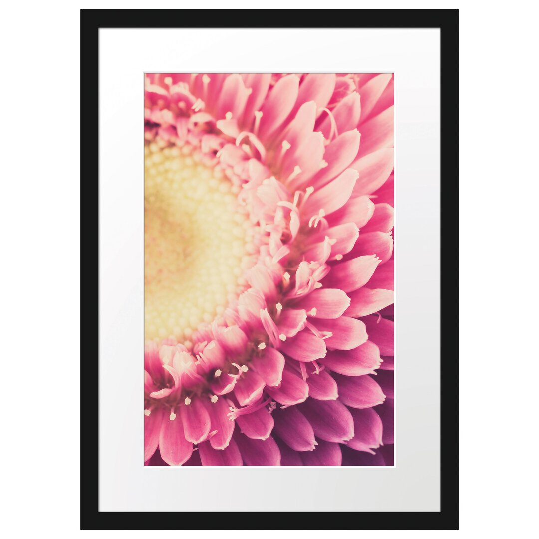 Gerahmtes Poster Wunderschöne Gerbera Blüte