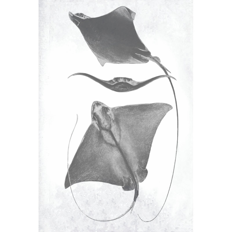 Scale Stingrays III by Studio W - Wrapped Canvas Print, 30cm H x 20cm W 