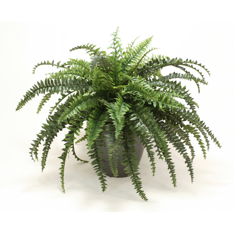 Plantes de boston en pot de fleurs, Noir