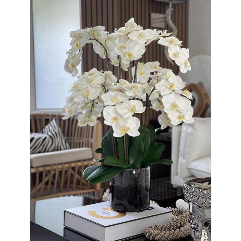 Blooming Orchid in Vase, White