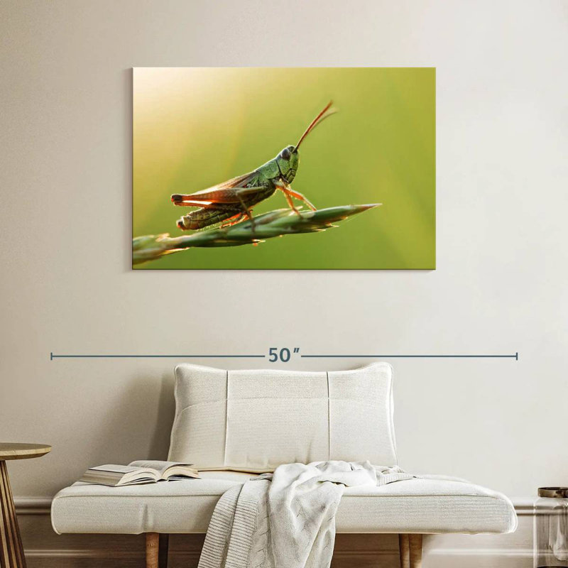 Grasshopper