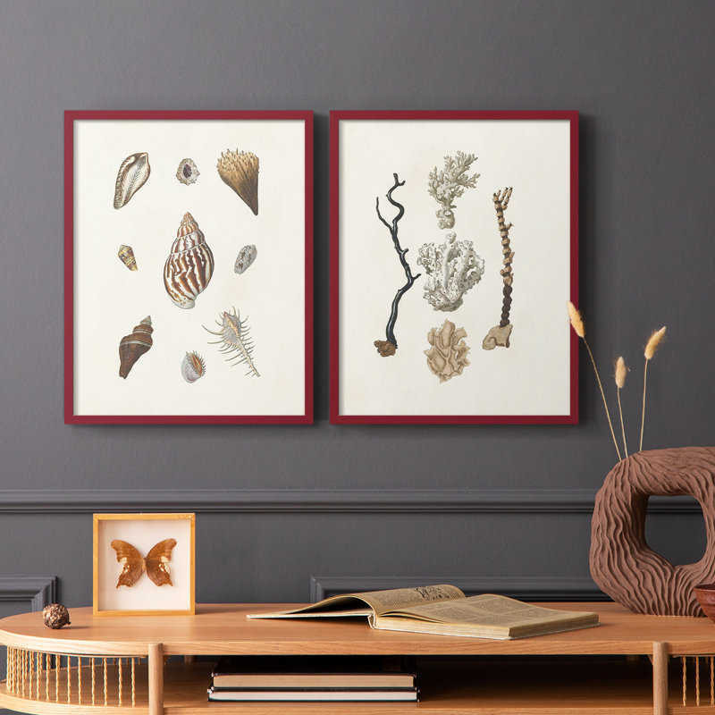 Knorr Shells & Coral IX - reproduction encadrée de qualité supérieure - prête à être accrochée - aucun clou requis - aucun clou requis