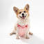 Harnais pour animal de compagnie Arlo-112400937-128618012