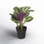 16.1 Plante