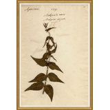 Herbarium 4 Giclee Print by Soicher Marin Archives