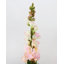 Real Touch Snapdragon rose 23 po-1814292122