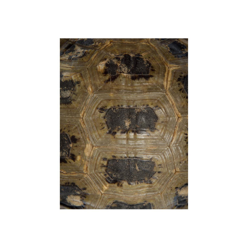 Carapaced Motif IIIV Print by Austin Beiv, Glass Coat, 40" H x 30" W