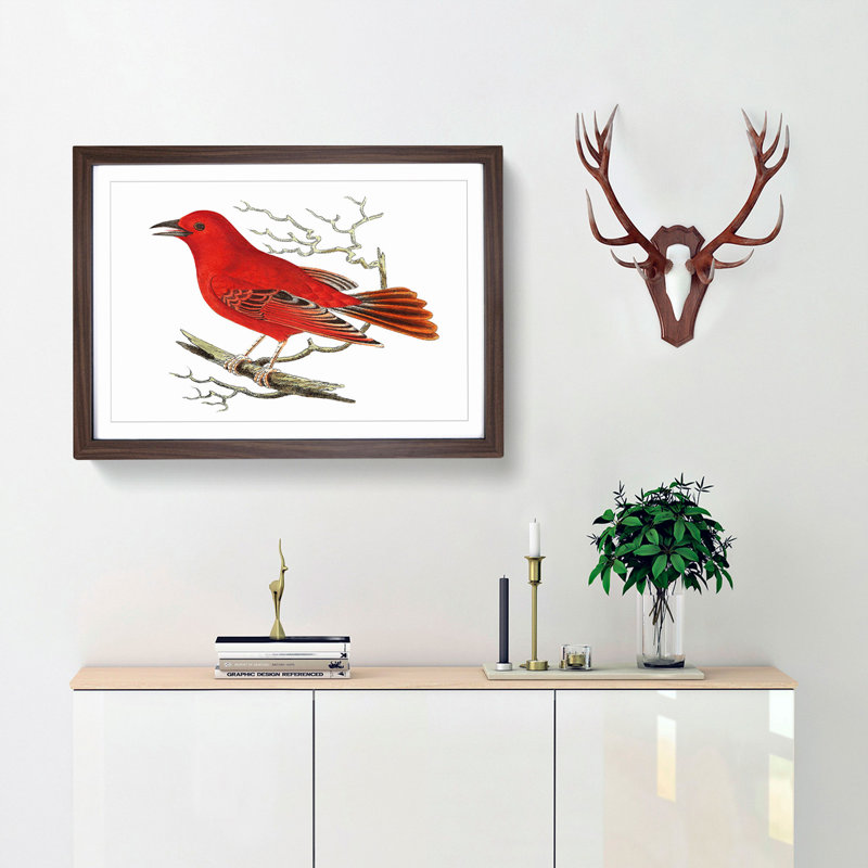 Mississippi Tanager Bird by George Shaw - Picture Frame Art Print, 36cm H x 48cm W x 2cm D, Walnut Framed