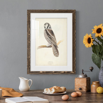" Canada Owl "
