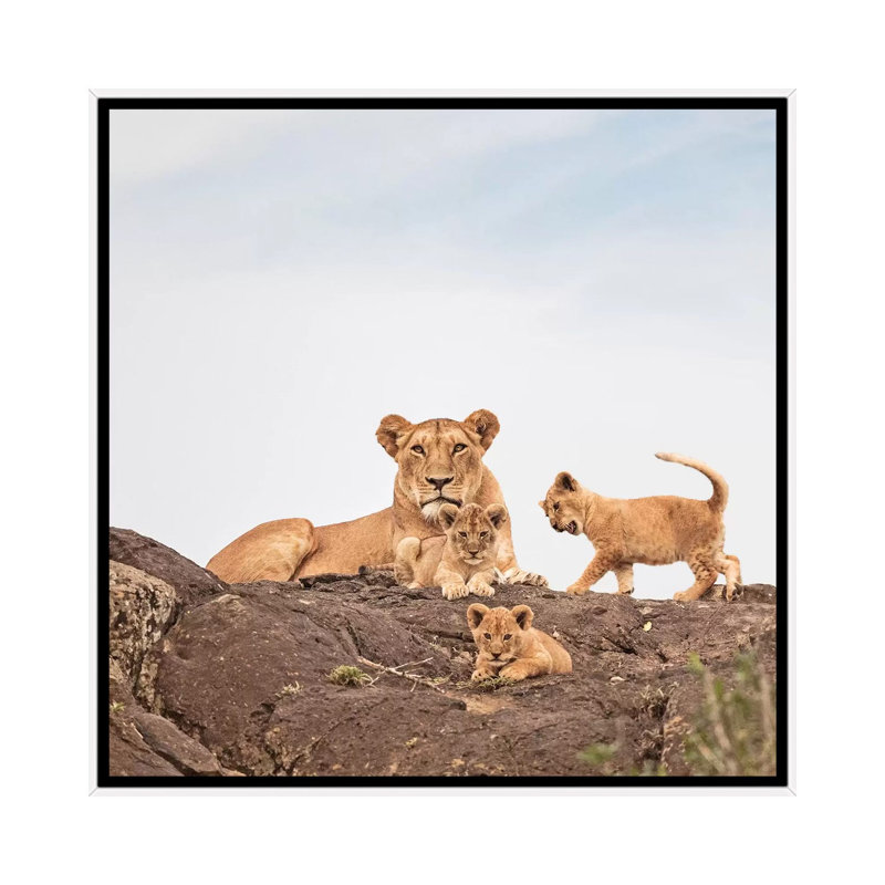 Colour Lioness & Cubs by Klaus Tiedge - Print on Canvas, 45.72 cm H x 45.72 cm W, White Framed Canvas