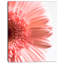 " Large Pink Daisy Flower Petals "-1056890199-1042759563