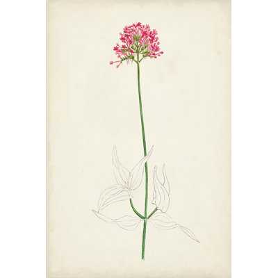Botanical Sketches XI - Graphic Art