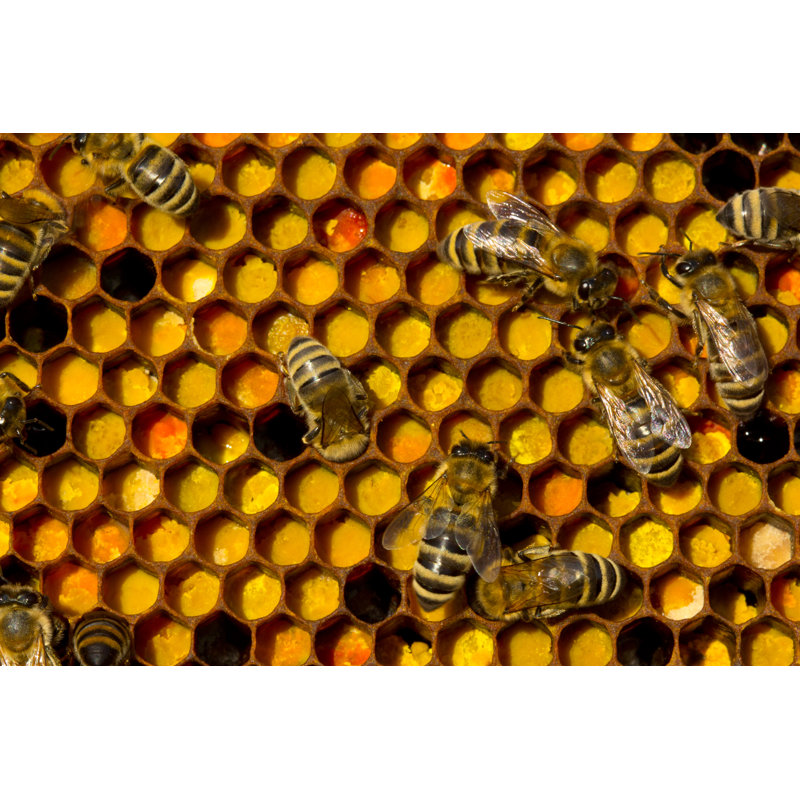 Dehl Bees - Wrapped Canvas Print, 30cm H x 46cm W x 3.8cm D