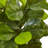 Fiddle Leaf Fig in White Planter