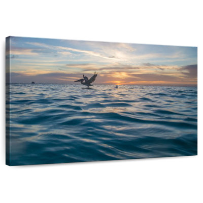 Crowle Dusky Caribbean Pelican