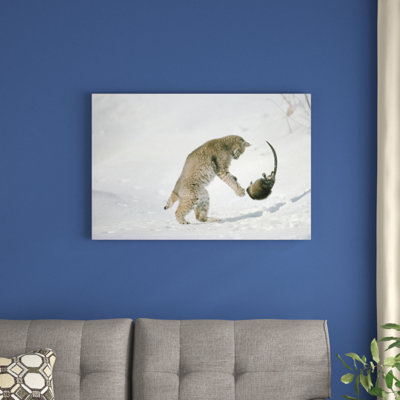 " Bobcat Hunting Muskrat In The Winter, Idaho " by Michael Quinton
