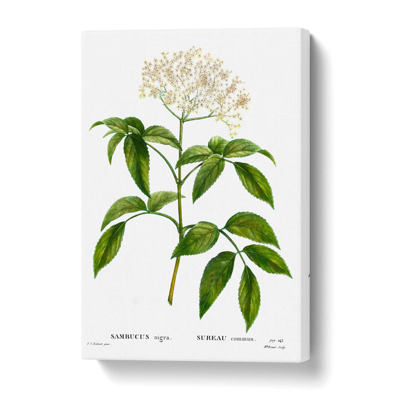 Elderflower Tree by Pierre-Joseph Redoute - Wrapped Canvas, 50 cm H x 35 cm W