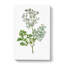 Coriander Flowers Illustration - Wrapped Canvas Painting-55371263