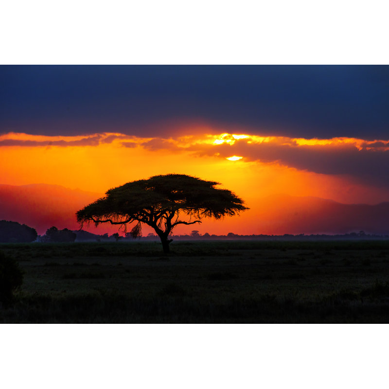 Arbre africain dans une savane - photographie sur toile tendue, L 12 po x H 8 po