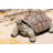 Xbrand 28"L Brown and Black Concrete/MgO Walking Tortoise Statue, Indoor or Outdoor Décor, Garden Sculptures, Turtle Garden Statue