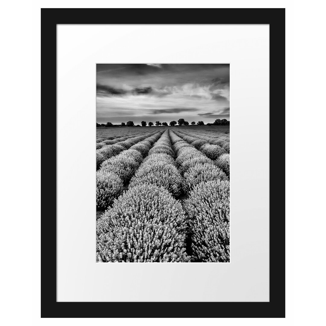 Gerahmtes Poster Beautiful Lavender in Provence