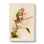 Magnolia Flowers Illustration Tab. 73 by Frederick Sander - Wrapped Canvas-55309646